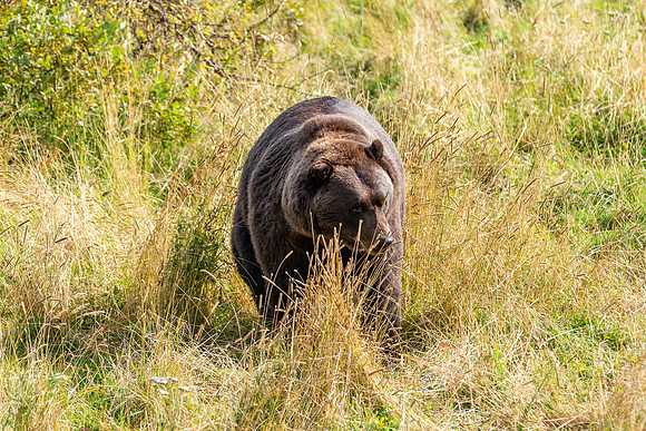 Alaska-5